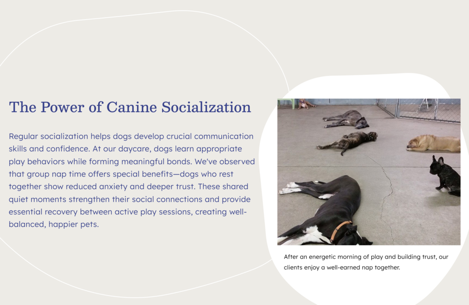 A photo of several dogs passed out napping together on a concrete floor supplements a paragraph with the heading "The Power of Canine Socialization"